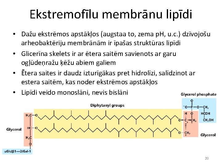 Ekstremofīlu membrānu lipīdi • Dažu ekstrēmos apstākļos (augstaa to, zema p. H, u. c.