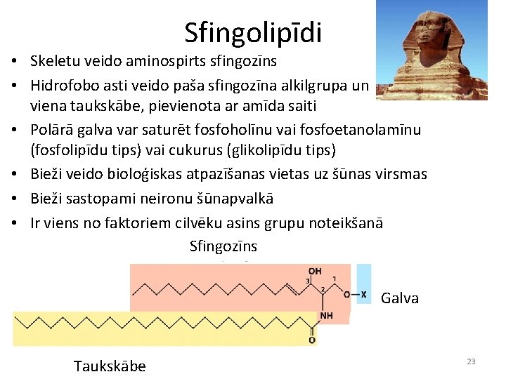 Sfingolipīdi • Skeletu veido aminospirts sfingozīns • Hidrofobo asti veido paša sfingozīna alkilgrupa un