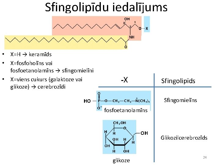 Sfingolipīdu iedalījums • X=H → keramīds • X=fosfoholīns vai fosfoetanolamīns → sfingomielīni • X=viens