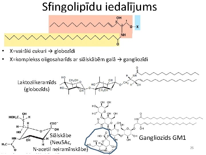 Sfingolipīdu iedalījums • X=vairāki cukuri → globozīdi • X=komplekss oligosaharīds ar siālskābēm galā →