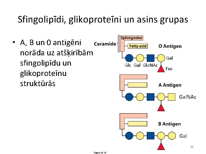 Sfingolipīdi, glikoproteīni un asins grupas • A, B un 0 antigēni norāda uz atšķirībām