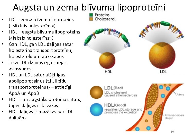 Augsta un zema blīvuma lipoproteīni • LDL – zema blīvuma lioproteīns ( «sliktais holesterīns»