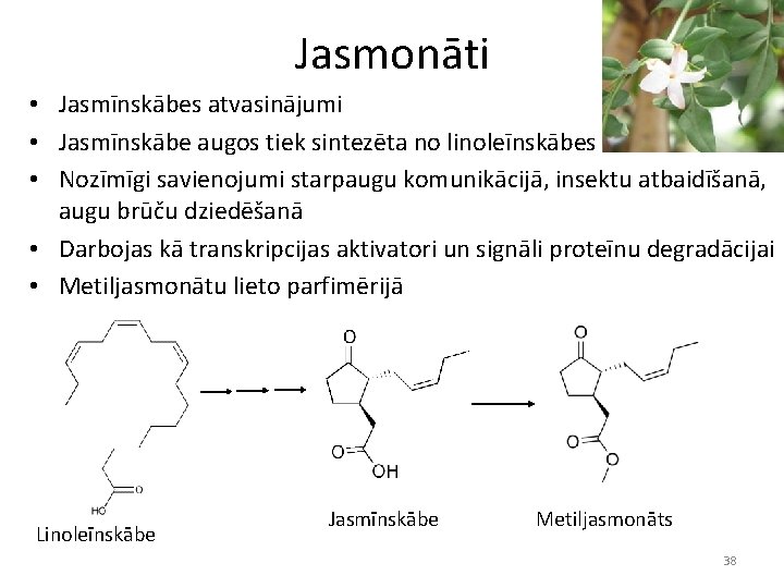 Jasmonāti • Jasmīnskābes atvasinājumi • Jasmīnskābe augos tiek sintezēta no linoleīnskābes • Nozīmīgi savienojumi