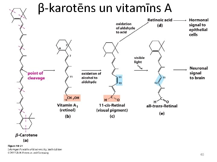 β-karotēns un vitamīns A 40 