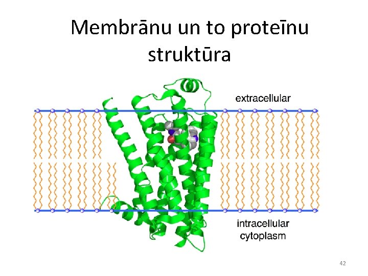 Membrānu un to proteīnu struktūra 42 