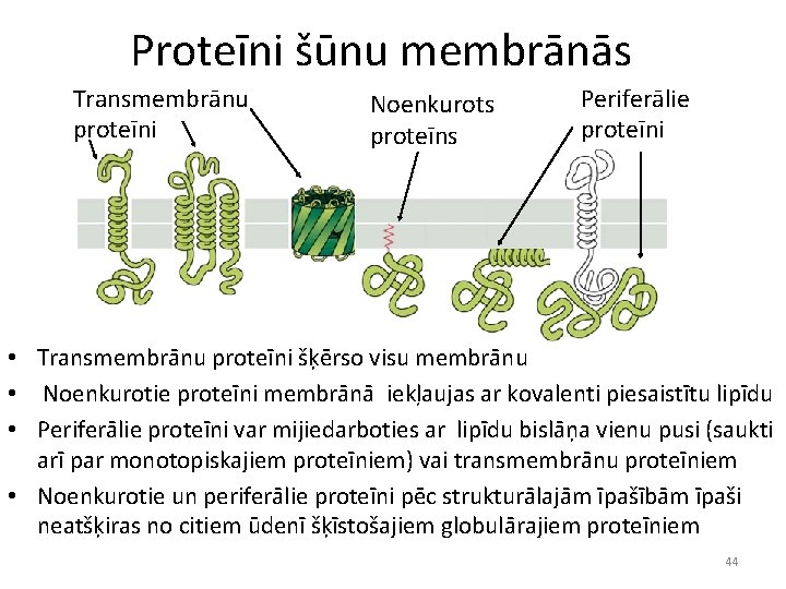 Proteīni šūnu membrānās Transmembrānu proteīni Noenkurots proteīns Periferālie proteīni • Transmembrānu proteīni šķērso visu