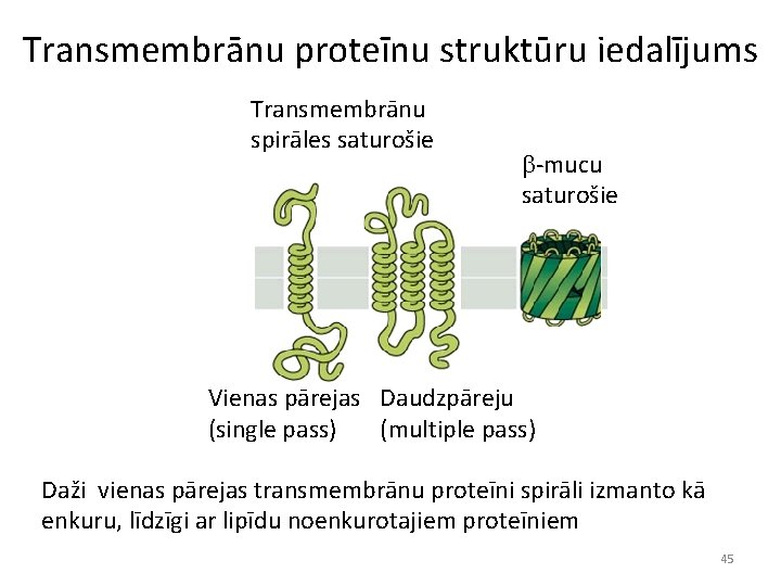 Transmembrānu proteīnu struktūru iedalījums Transmembrānu spirāles saturošie b-mucu saturošie Vienas pārejas Daudzpāreju (single pass)