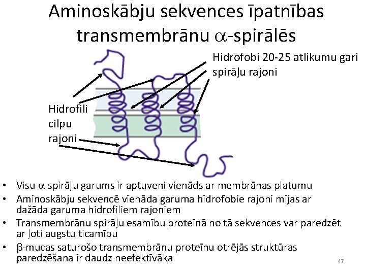 Aminoskābju sekvences īpatnības transmembrānu a-spirālēs Hidrofobi 20 -25 atlikumu gari spirāļu rajoni Hidrofili cilpu