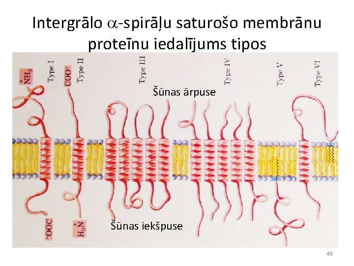 Intergrālo a-spirāļu saturošo membrānu proteīnu iedalījums tipos Šūnas ārpuse Šūnas iekšpuse 49 