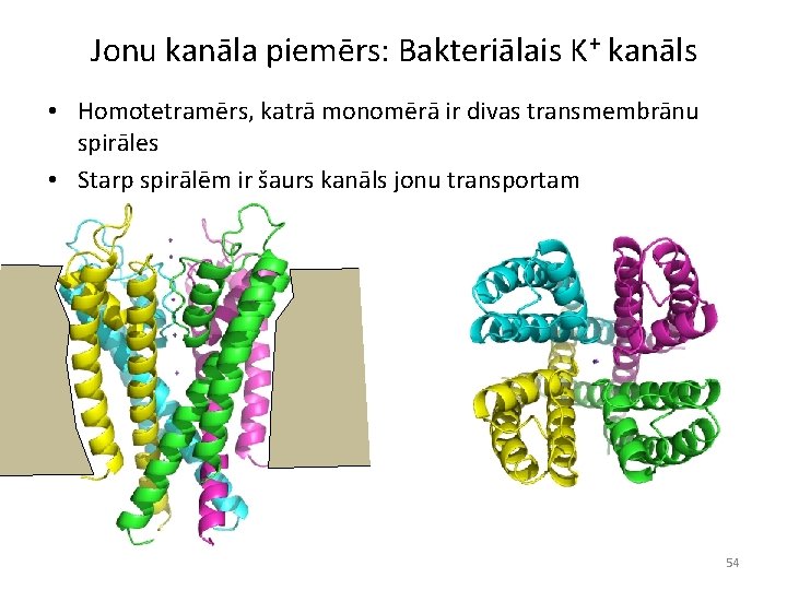 Jonu kanāla piemērs: Bakteriālais K+ kanāls • Homotetramērs, katrā monomērā ir divas transmembrānu spirāles