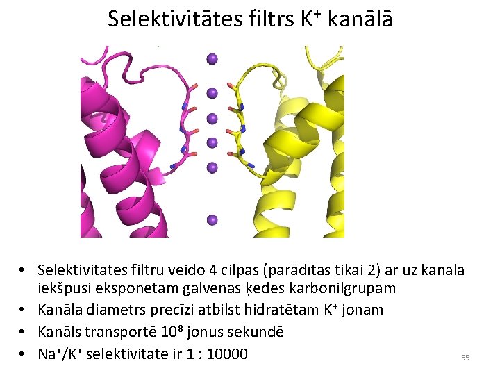 Selektivitātes filtrs K+ kanālā • Selektivitātes filtru veido 4 cilpas (parādītas tikai 2) ar