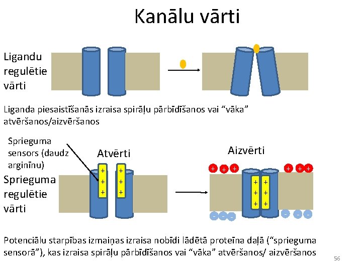 Kanālu vārti Ligandu regulētie vārti Liganda piesaistīšanās izraisa spirāļu pārbīdīšanos vai “vāka” atvēršanos/aizvēršanos Sprieguma