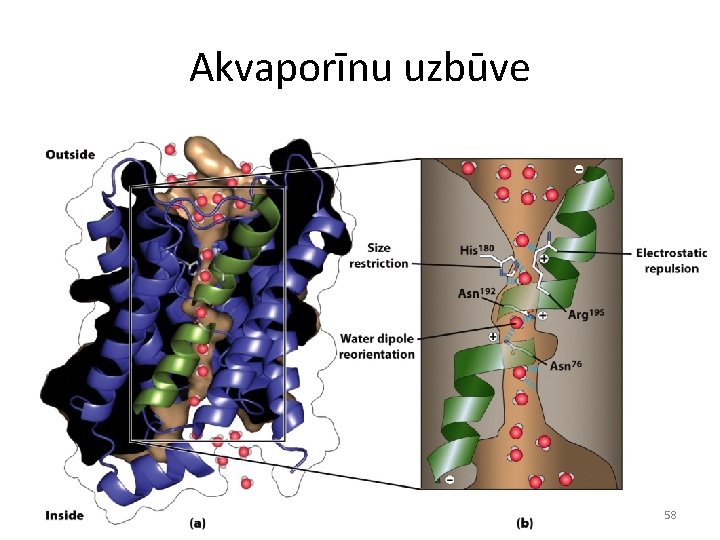 Akvaporīnu uzbūve 58 