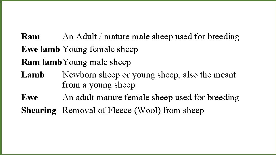 Ram An Adult / mature male sheep used for breeding Ewe lamb Young female