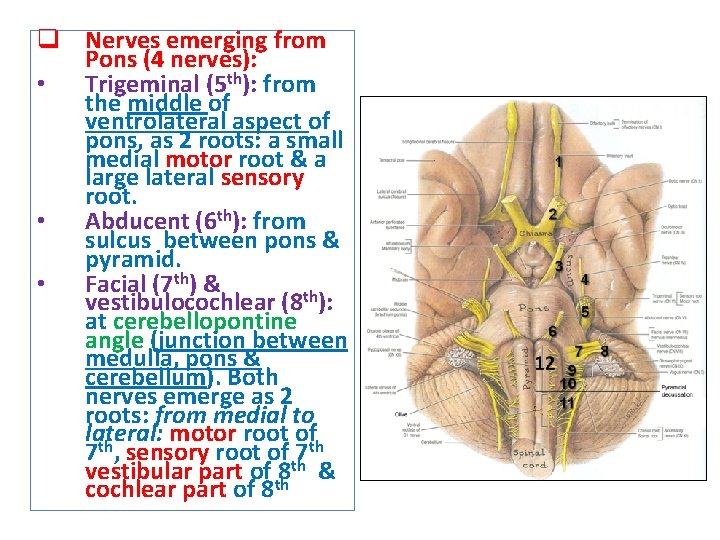 q Nerves emerging from Pons (4 nerves): • Trigeminal (5 th): from the middle