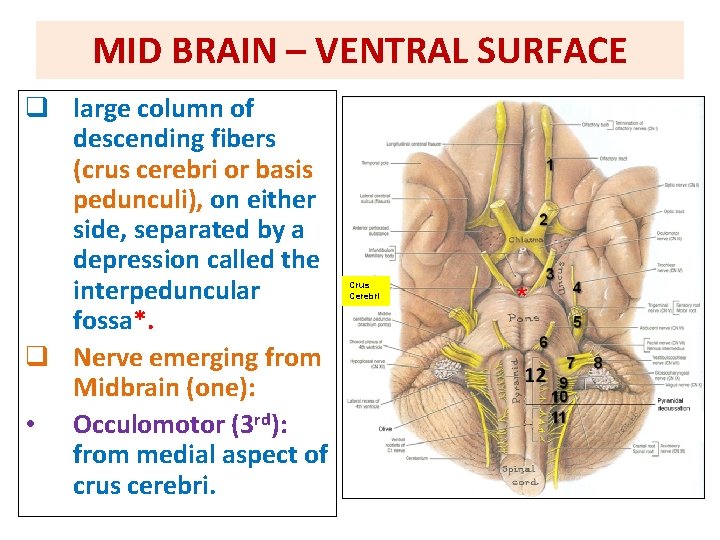 MID BRAIN – VENTRAL SURFACE q large column of descending fibers (crus cerebri or