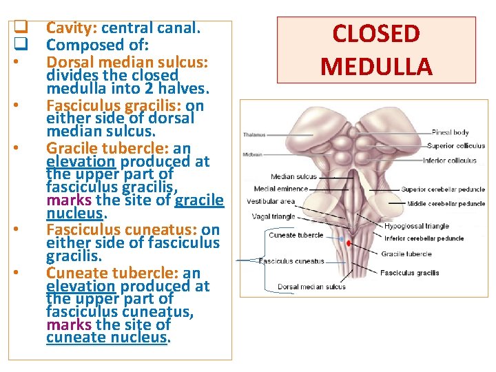 q Cavity: central canal. q Composed of: • Dorsal median sulcus: divides the closed