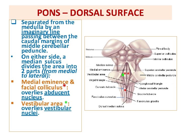 PONS – DORSAL SURFACE q Separated from the medulla by an imaginary line passing