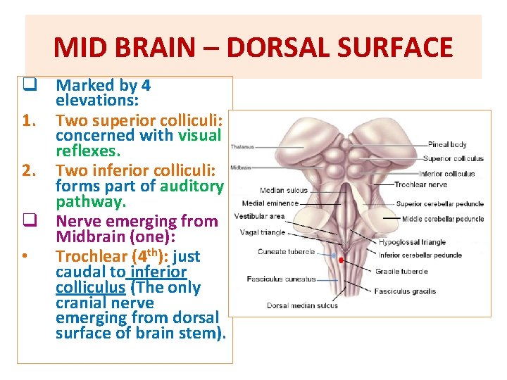 MID BRAIN – DORSAL SURFACE q Marked by 4 elevations: 1. Two superior colliculi: