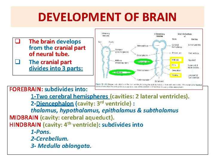 DEVELOPMENT OF BRAIN q q The brain develops from the cranial part of neural