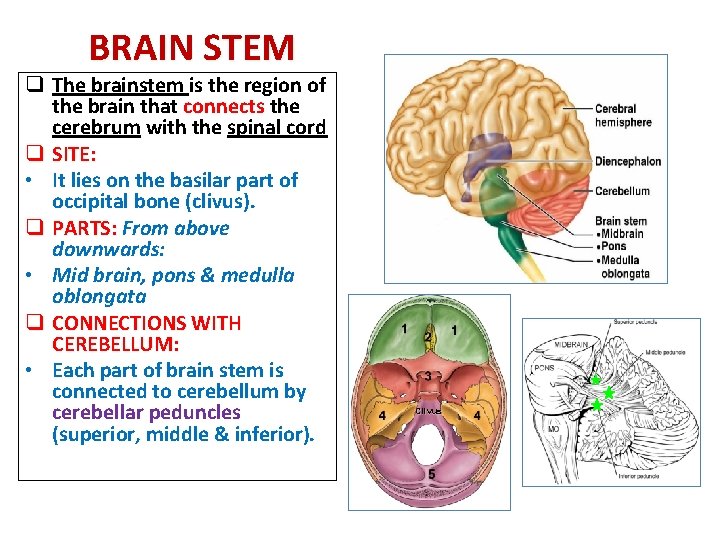 BRAIN STEM q The brainstem is the region of the brain that connects the