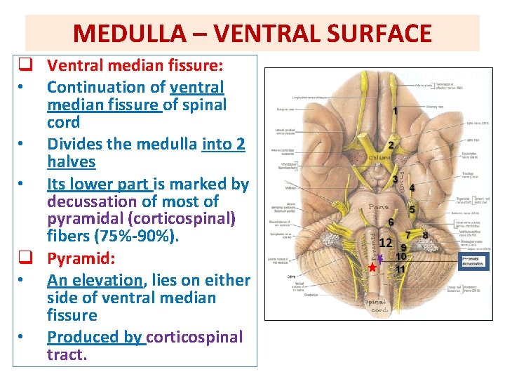 MEDULLA – VENTRAL SURFACE q Ventral median fissure: • Continuation of ventral median fissure
