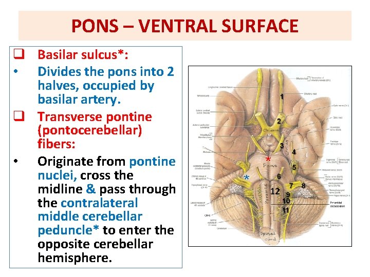 PONS – VENTRAL SURFACE q Basilar sulcus*: • Divides the pons into 2 halves,