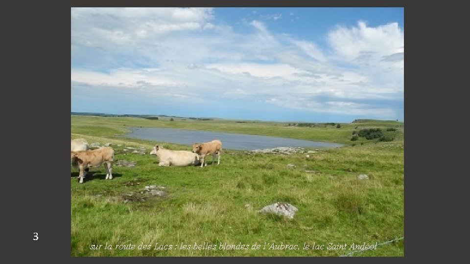 3 sur la route des Lacs : les belles blondes de l’Aubrac, le lac