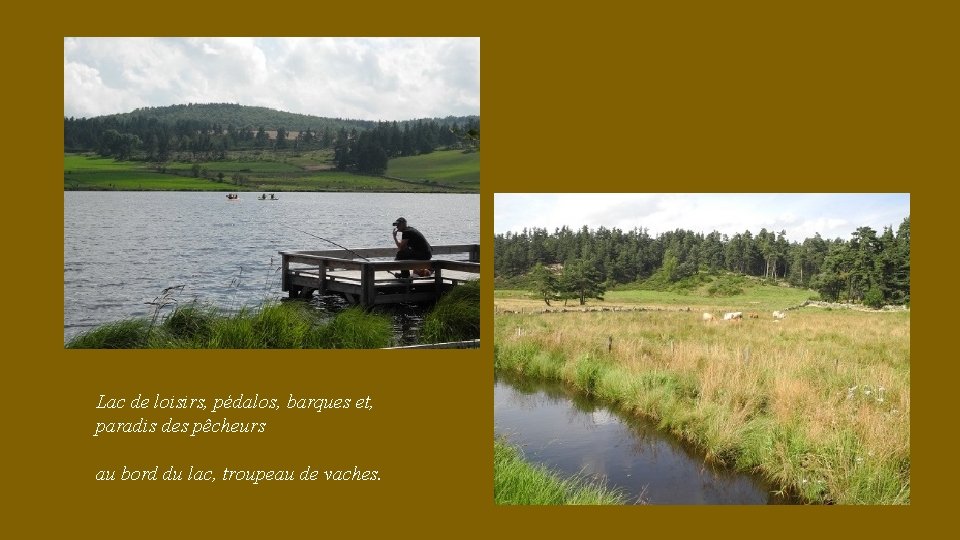 Lac de loisirs, pédalos, barques et, paradis des pêcheurs au bord du lac, troupeau