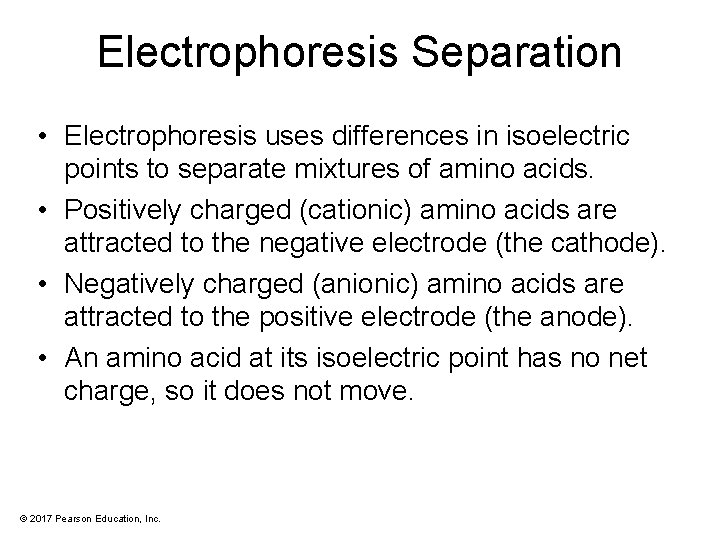 Electrophoresis Separation • Electrophoresis uses differences in isoelectric points to separate mixtures of amino