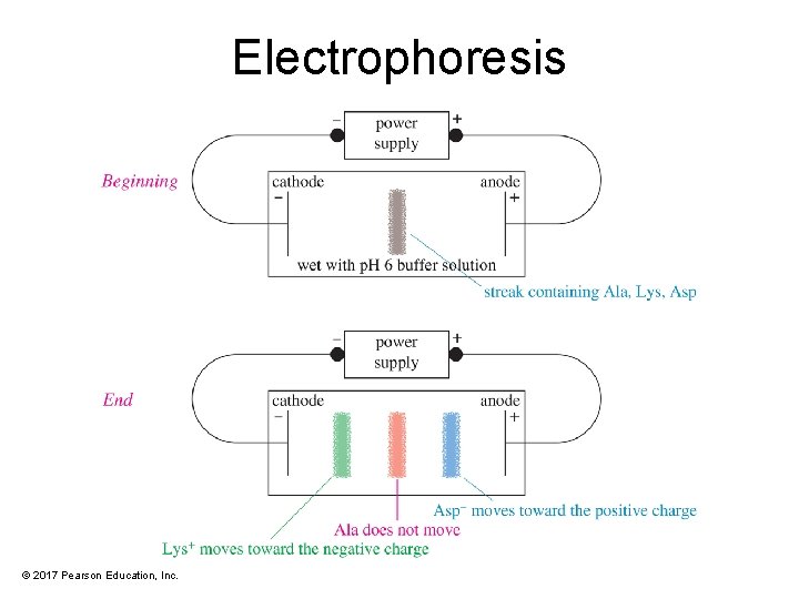 Electrophoresis © 2017 Pearson Education, Inc. 