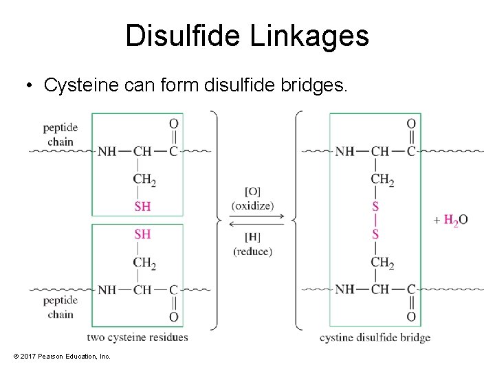 Disulfide Linkages • Cysteine can form disulfide bridges. © 2017 Pearson Education, Inc. 