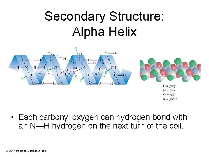 Secondary Structure: Alpha Helix • Each carbonyl oxygen can hydrogen bond with an N—H
