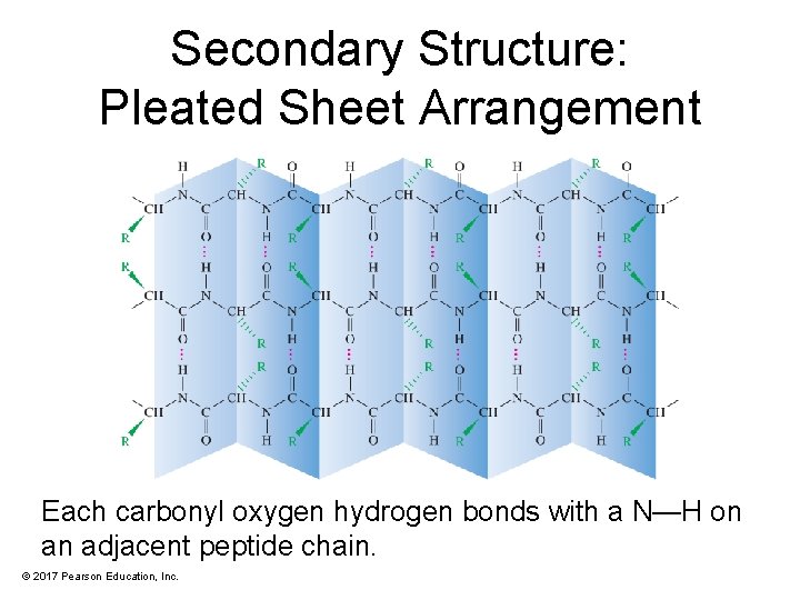 Secondary Structure: Pleated Sheet Arrangement Each carbonyl oxygen hydrogen bonds with a N—H on