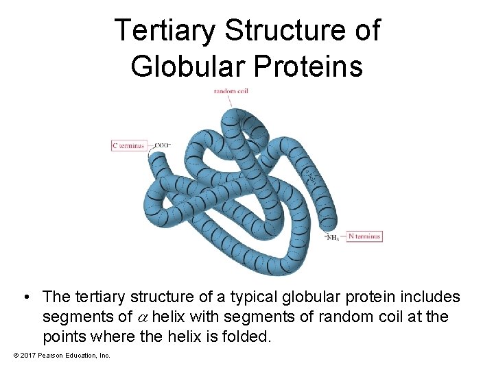Tertiary Structure of Globular Proteins • The tertiary structure of a typical globular protein