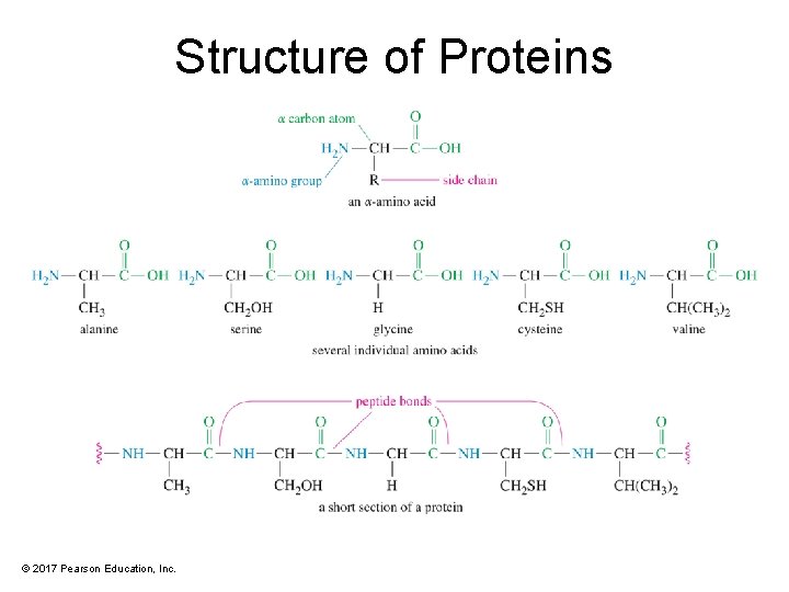 Structure of Proteins © 2017 Pearson Education, Inc. 