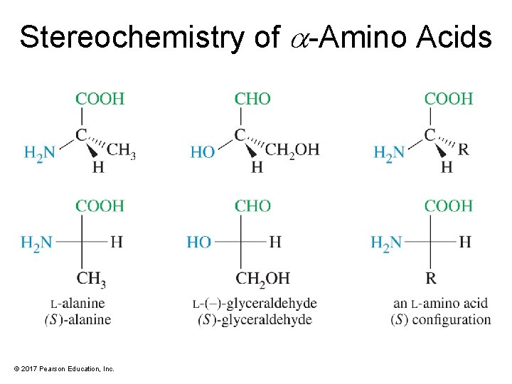 Stereochemistry of -Amino Acids © 2017 Pearson Education, Inc. 