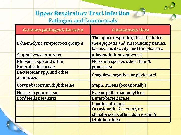 Upper Respiratory Tract Infection Pathogen and Commensals Common pathogenic bacteria Β-haemolytic streptococci group A
