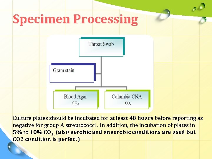 Specimen Processing Culture plates should be incubated for at least 48 hours before reporting