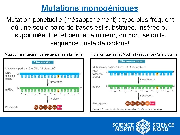 Mutations monogéniques Mutation ponctuelle (mésappariement) : type plus fréquent où une seule paire de