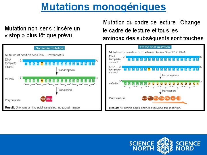 Mutations monogéniques Mutation non-sens : insère un « stop » plus tôt que prévu