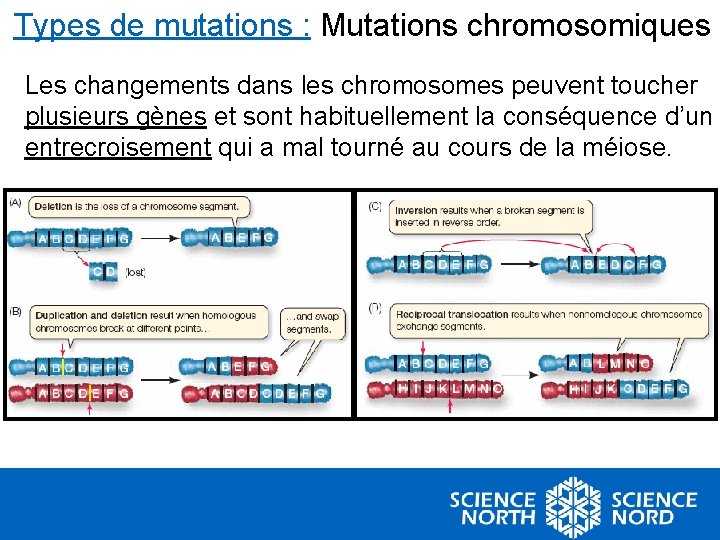Types de mutations : Mutations chromosomiques Les changements dans les chromosomes peuvent toucher plusieurs