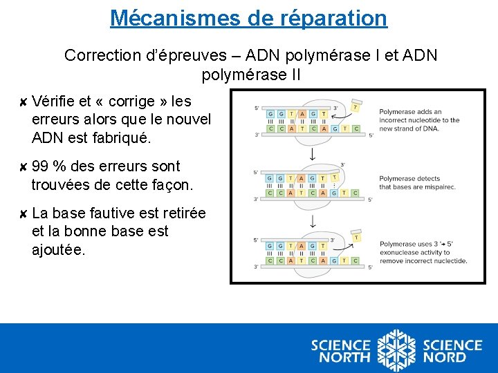 Mécanismes de réparation Correction d’épreuves – ADN polymérase I et ADN polymérase II ✘