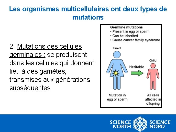 Les organismes multicellulaires ont deux types de mutations 2. Mutations des cellules germinales :