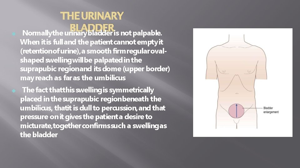  THE URINARY BLADDER Normallythe urinarybladder is not palpable. When it is full and