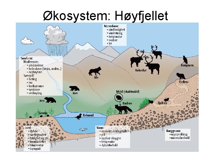Økosystem: Høyfjellet 
