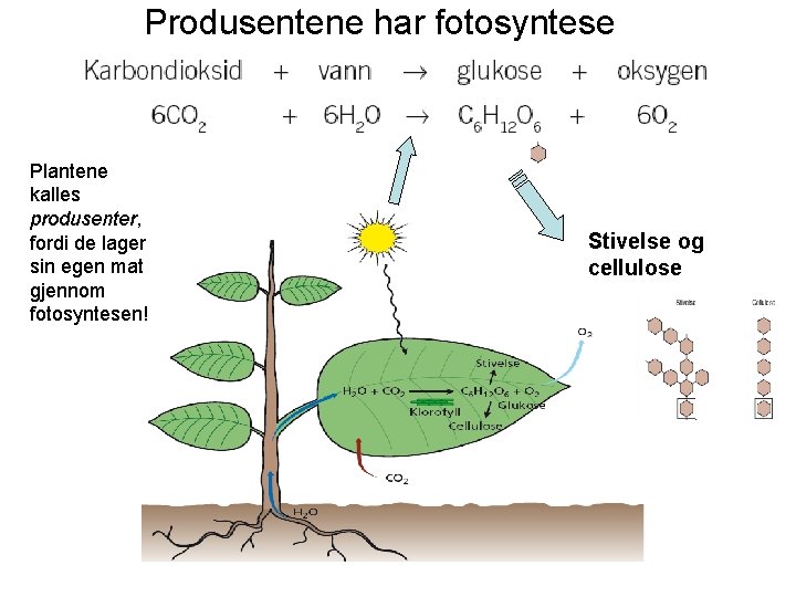 Produsentene har fotosyntese Plantene kalles produsenter, fordi de lager sin egen mat gjennom fotosyntesen!