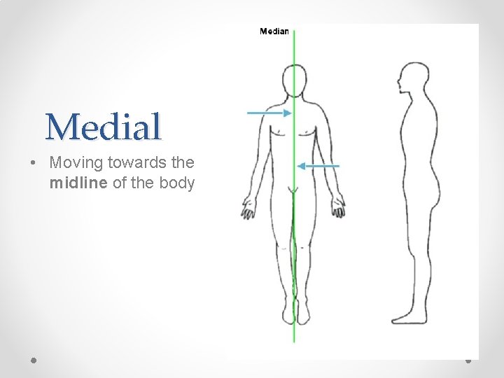 Medial • Moving towards the midline of the body 