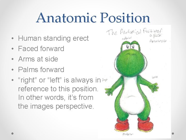 Anatomic Position • • • Human standing erect Faced forward Arms at side Palms