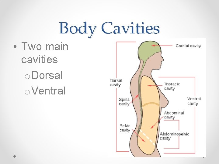 Body Cavities • Two main cavities o. Dorsal o. Ventral 